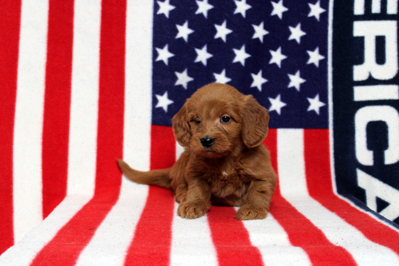 puppy, for, sale, Mini Goldendoodle F1, Matthew B. Stoltzfus, dog, breeder, Gap, PA, dog-breeder, puppy-for-sale, forsale, nearby, find, puppyfind, locator, puppylocator, aca